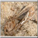 Panolis flammea - Forleule 04.jpg